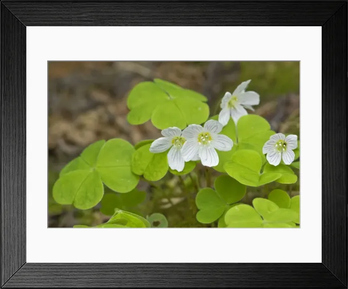 Framed Print : Wood-Sorrel - close up of flower and leaves - Nottinghamshire - UK Framed Print : Wood-Sorrel - close up of flower and leaves - Nottinghamshire - UK