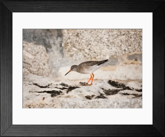 Framed Print : Redshank - UK Framed Print : Redshank - UK