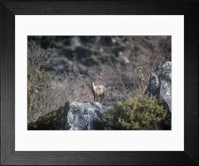 Framed Print : Musk Deer - female - Everest National Park - Nepal Framed Print : Musk Deer - female - Everest National Park - Nepal