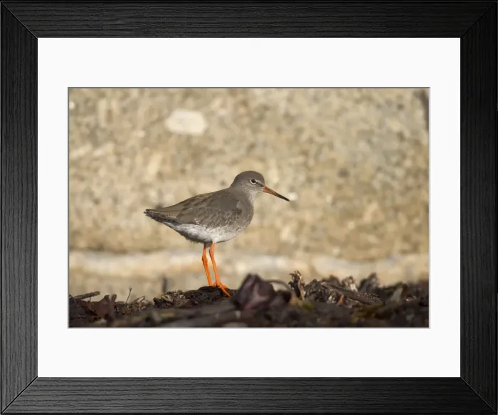 Framed Print : Redshank - Cornwall - UK Framed Print : Redshank - Cornwall - UK