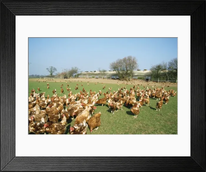 Framed Print : Free Range Chickens Framed Print : Free Range Chickens