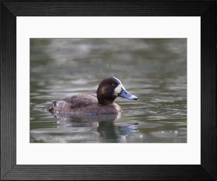 Framed Print : Greater Scaup - Tehidy Park - Cornwall - UK Framed Print : Greater Scaup - Tehidy Park - Cornwall - UK