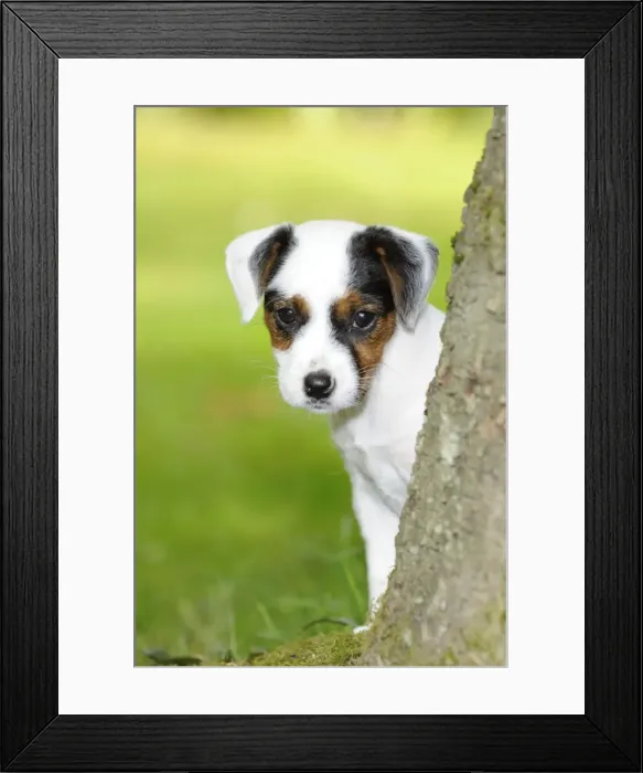 Framed Print : DOG. Parson jack russell terrier puppy looking out from behind tree Framed Print : DOG. Parson jack russell terrier puppy looking out from behind tree