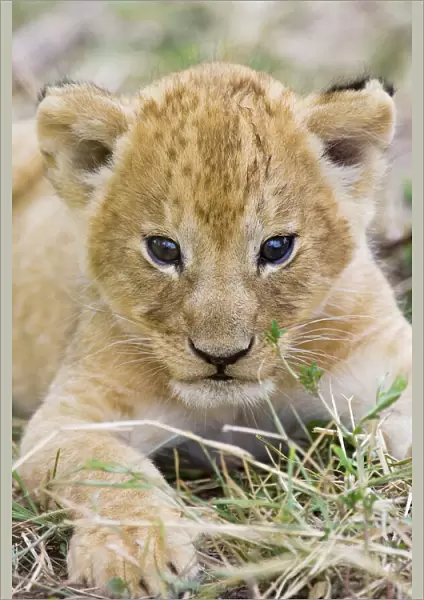 Lion - 3-4 week old cub - Masai Mara Reserve - Kenya
