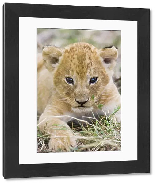Lion - 3-4 week old cub - Masai Mara Reserve - Kenya