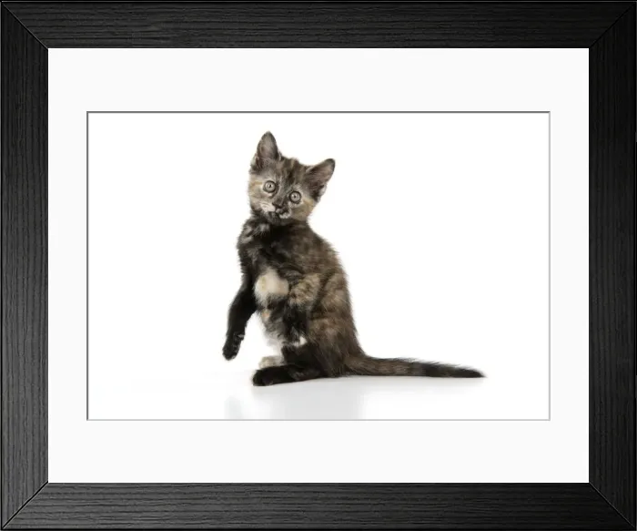 Framed Print : KITTEN. ( Tortoiseshell ) sitting up Framed Print : KITTEN. ( Tortoiseshell ) sitting up