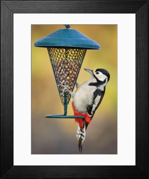 Framed Print : Great Spotted Woodpecker - at peanut feeder - Cornwall - UK Framed Print : Great Spotted Woodpecker - at peanut feeder - Cornwall - UK
