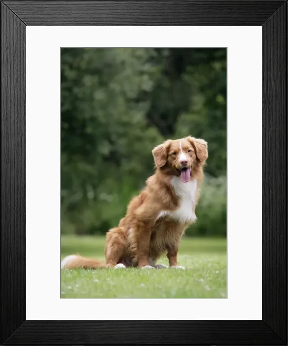Framed Print : Dog. Nova Scotia Duck Tolling Retriever Framed Print : Dog. Nova Scotia Duck Tolling Retriever