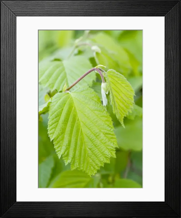 Framed Print : Hazel Leaves - fresh leaves in spring - Lincolnshire - UK Framed Print : Hazel Leaves - fresh leaves in spring - Lincolnshire - UK