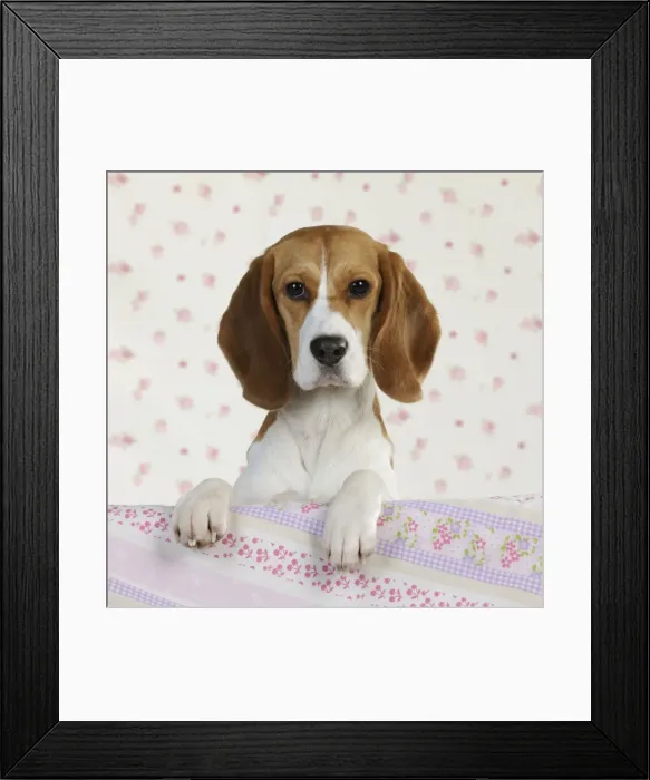 Framed Print : Dog - Beagle - peaking over sofa Framed Print : Dog - Beagle - peaking over sofa