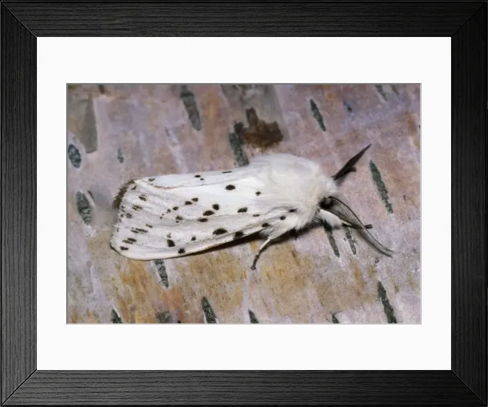 Framed Print : White Ermine Moth Framed Print : White Ermine Moth