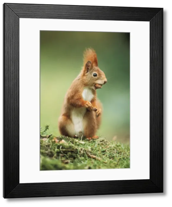 Framed Print : Red Squirrel - holding nut in mouth Framed Print : Red Squirrel - holding nut in mouth