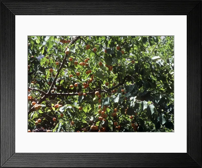 Framed Print : Wild Apricots - on tree Kalsi Ladakh India Framed Print : Wild Apricots - on tree Kalsi Ladakh India