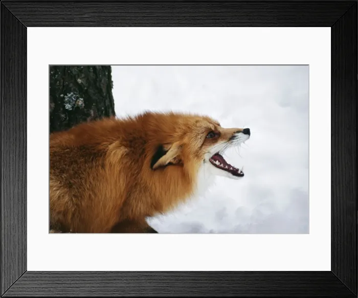 Framed Print : Red Fox - calling in snow Framed Print : Red Fox - calling in snow
