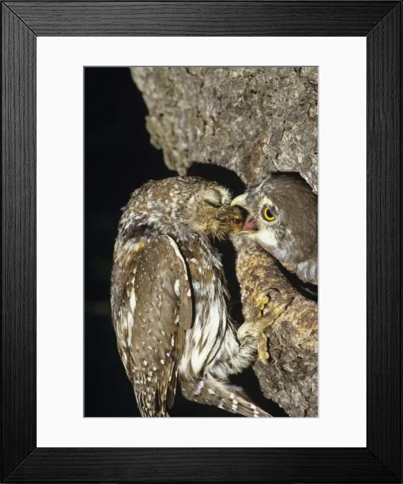 Framed Print : Pearl Spotted Owl - feeding chick - note parent closes eyes when offering food Framed Print : Pearl Spotted Owl - feeding chick - note parent closes eyes when offering food