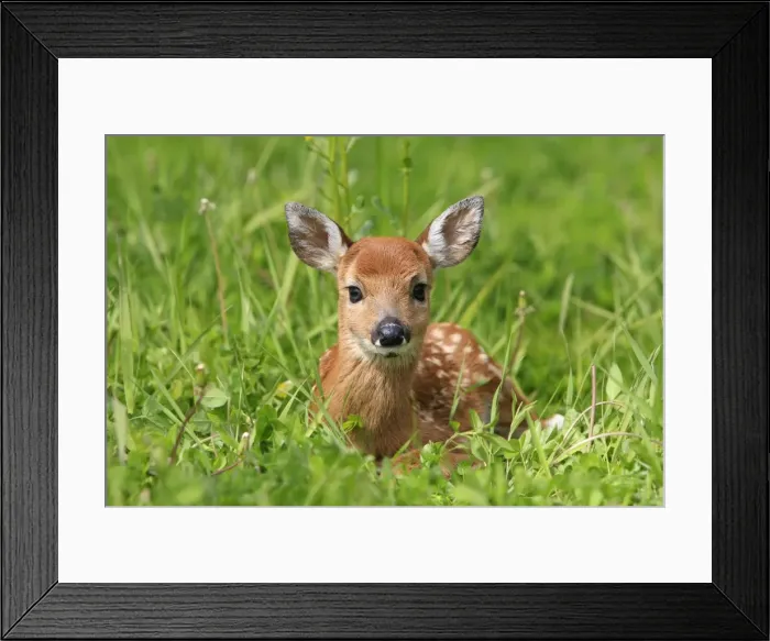 Framed Print : White-tailed Deer - fawn. Minnesota - United States Framed Print : White-tailed Deer - fawn. Minnesota - United States