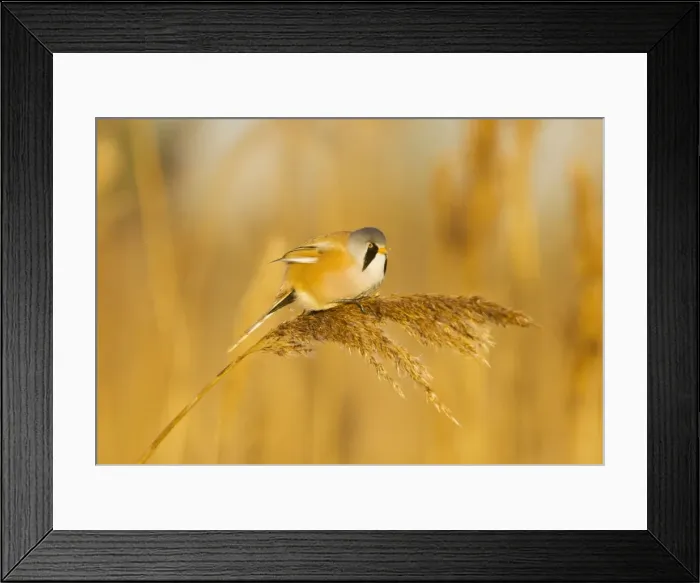 Framed Print : Bearded Tit - male in reeds - midwinter - Radipole - Dorset - UK Framed Print : Bearded Tit - male in reeds - midwinter - Radipole - Dorset - UK