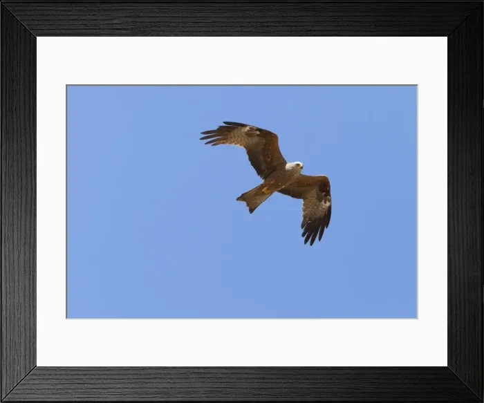 Framed Print : Black Kite - adult in flight - Southern Spain Framed Print : Black Kite - adult in flight - Southern Spain