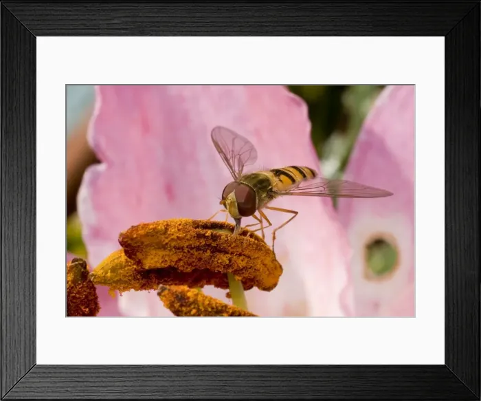 Framed Print : Marmalade Hoverfly - feeding on lily flower Framed Print : Marmalade Hoverfly - feeding on lily flower
