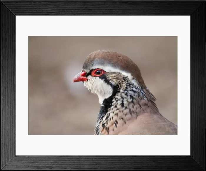 Framed Print : Red Legged Partridge - UK Framed Print : Red Legged Partridge - UK