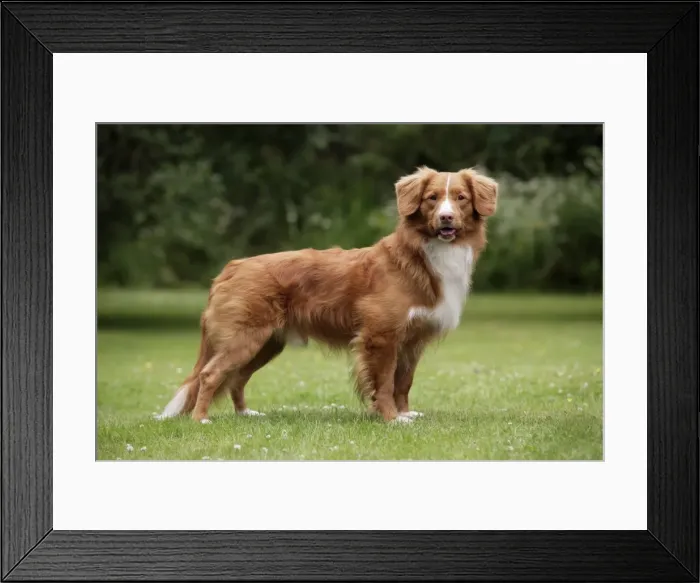 Framed Print : Dog. Nova Scotia Duck Tolling Retriever Framed Print : Dog. Nova Scotia Duck Tolling Retriever