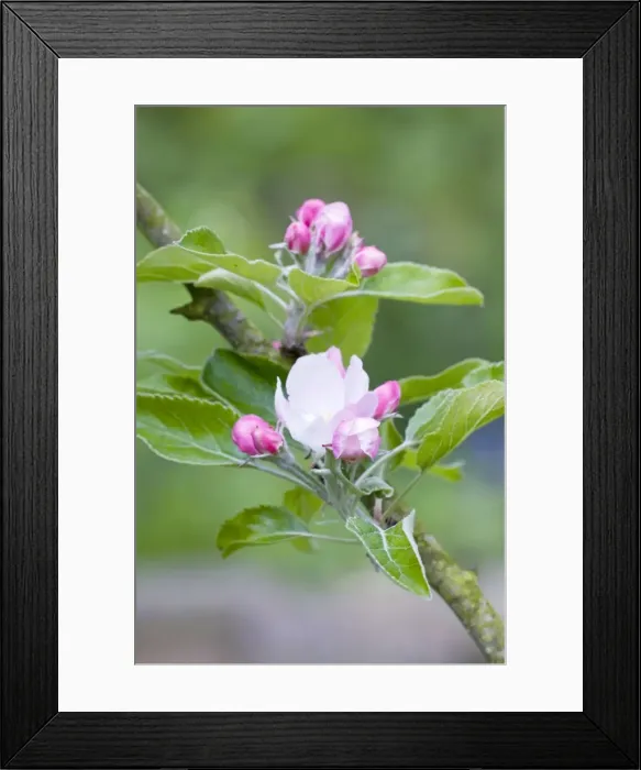Framed Print : Apple Blossom - Lincolnshire - UK Framed Print : Apple Blossom - Lincolnshire - UK