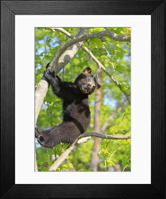 Framed Print : North American Black Bear - Spring cub 4 months old climbing tree for security. Minnesota - United States Framed Print : North American Black Bear - Spring cub 4 months old climbing tree for security. Minnesota - United States