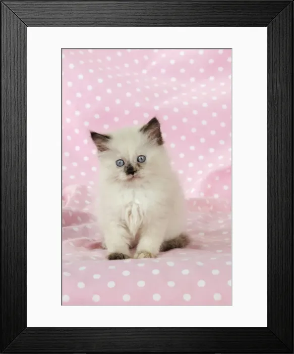 Framed Print : CAT. Kitten sitting on pink blanket Framed Print : CAT. Kitten sitting on pink blanket