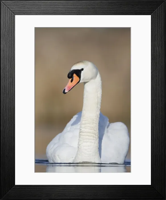 Framed Print : Mute Swan - adult - Cleveland - UK Framed Print : Mute Swan - adult - Cleveland - UK