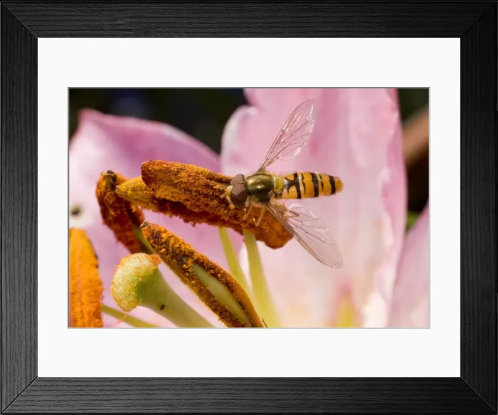 Framed Print : Marmalade Hoverfly - feeding on lily flower Framed Print : Marmalade Hoverfly - feeding on lily flower