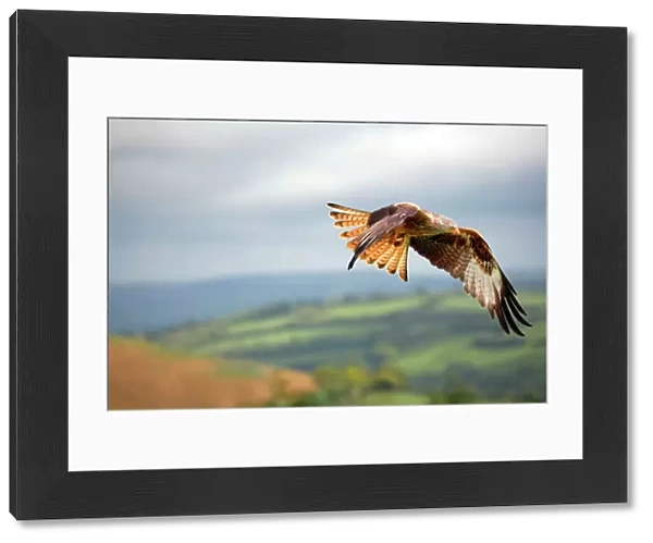Red Kite - in flight - Wales - UK