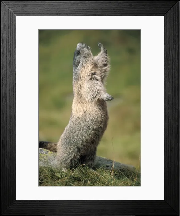 Framed Print : Alpine Marmot - stretching Framed Print : Alpine Marmot - stretching