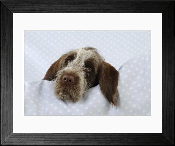 Framed Print : DOG. Spinone puppy laying on blanket Framed Print : DOG. Spinone puppy laying on blanket