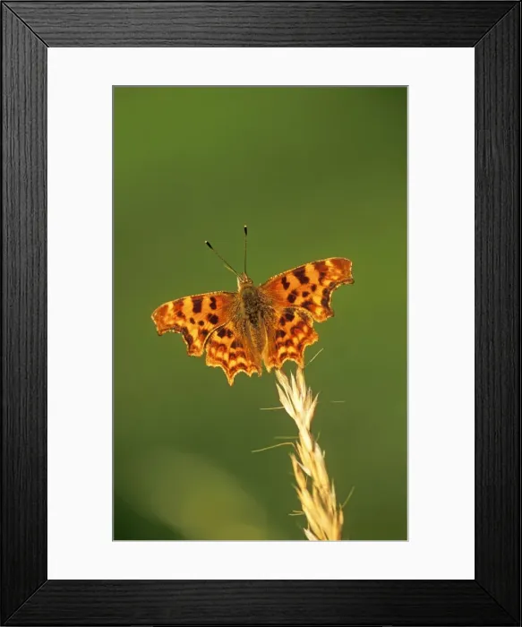 Framed Print : Comma Butterfly - Lincolnshire Framed Print : Comma Butterfly - Lincolnshire