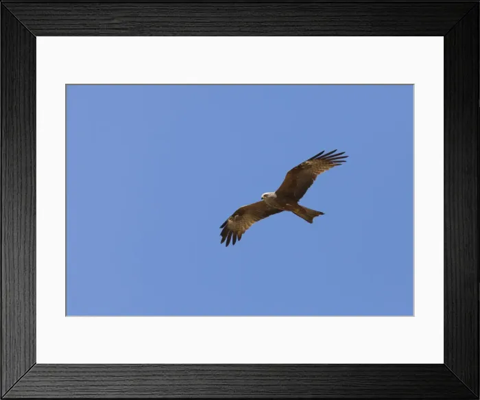 Framed Print : Black Kite - adult in flight - Southern Spain Framed Print : Black Kite - adult in flight - Southern Spain