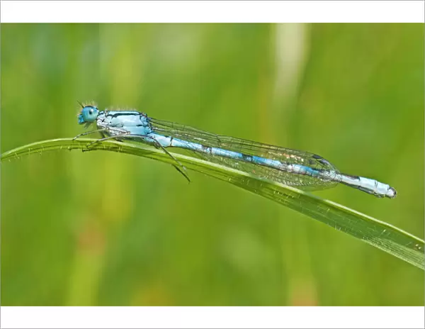 Blue Tailed Dragonfly - male - resting on grass - UK