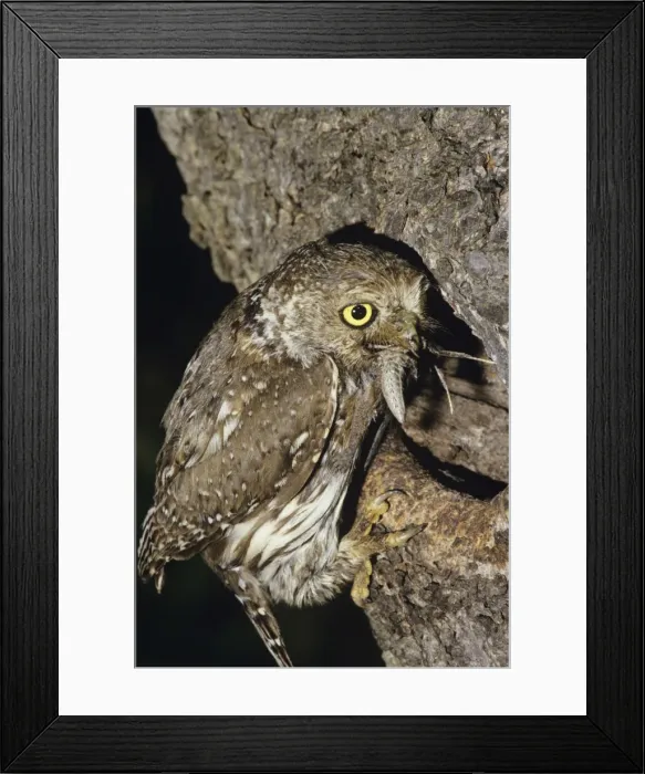 Framed Print : Pearl Spotted Owl - at nest with food in mouth Framed Print : Pearl Spotted Owl - at nest with food in mouth