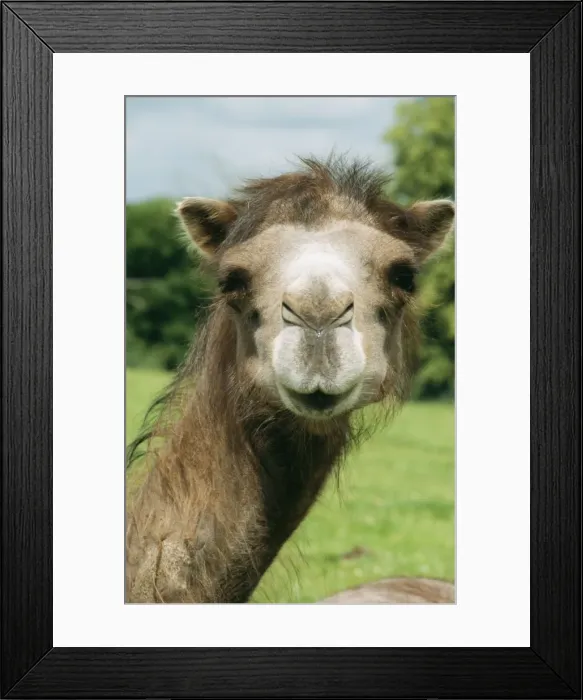 Framed Print : Bactrian Camel PM 9592 Central Asia Camelus ferus © P. Morris / ARDEA LONDON Framed Print : Bactrian Camel PM 9592 Central Asia Camelus ferus © P. Morris / ARDEA LONDON