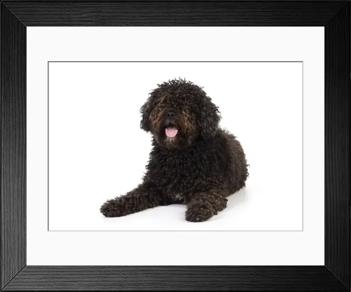 Framed Print : DOG. Spanish Water Dog Framed Print : DOG. Spanish Water Dog