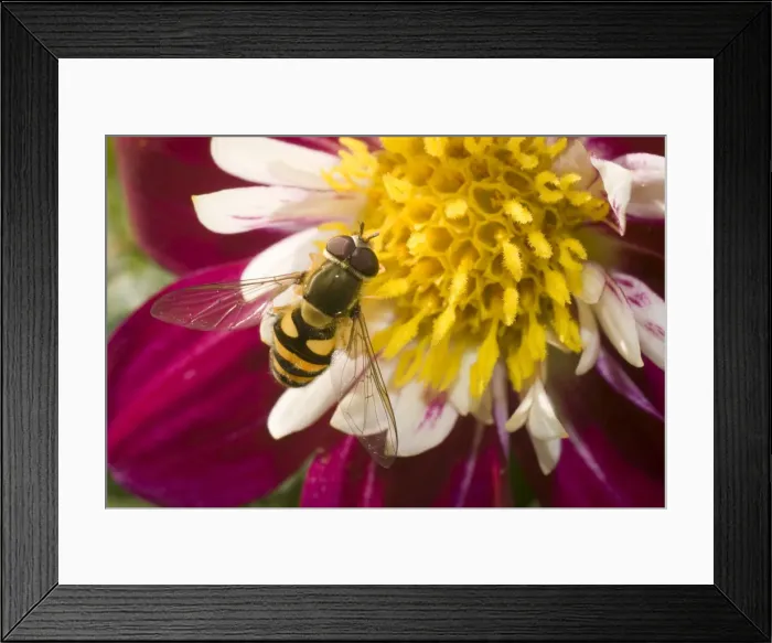 Framed Print : Marmalade Hoverfly - on flower Framed Print : Marmalade Hoverfly - on flower