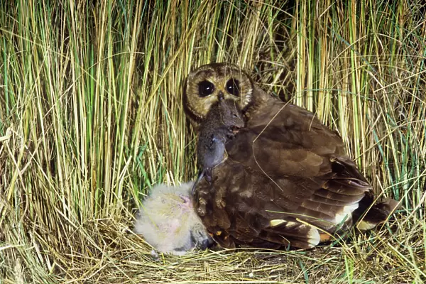 Marsh Owl - with prey in mouth - at nest - South Africa