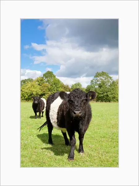 Belted Galloway - two cows in a field used for grazing a wild flower meadow - Wiltshire - England - UK