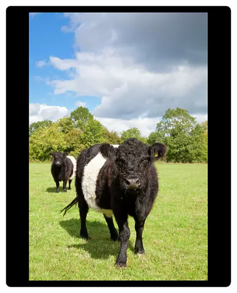 Belted Galloway - two cows in a field used for grazing a wild flower meadow - Wiltshire - England - UK