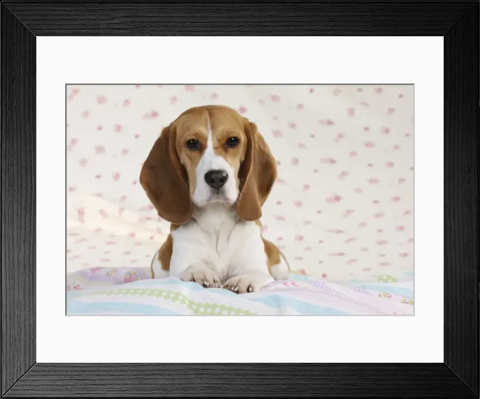 Framed Print : Dog - Beagle - lying down Framed Print : Dog - Beagle - lying down