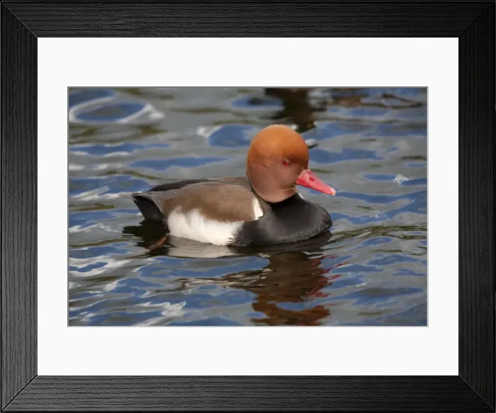 Framed Print : Red Crested Pochard - male - UK Framed Print : Red Crested Pochard - male - UK