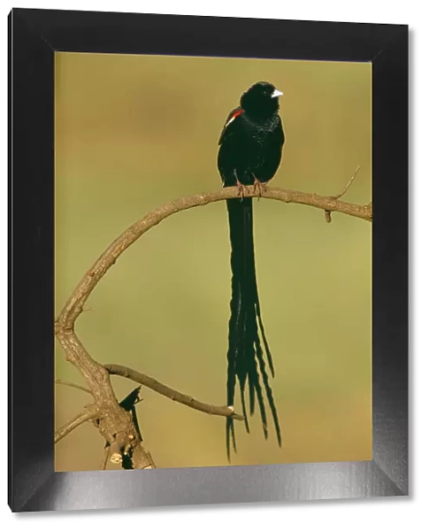 Long-tailed Widowbird - South Africa