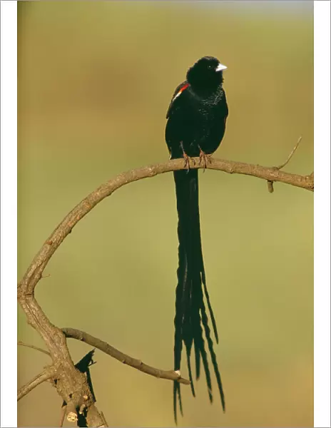 Long-tailed Widowbird - South Africa