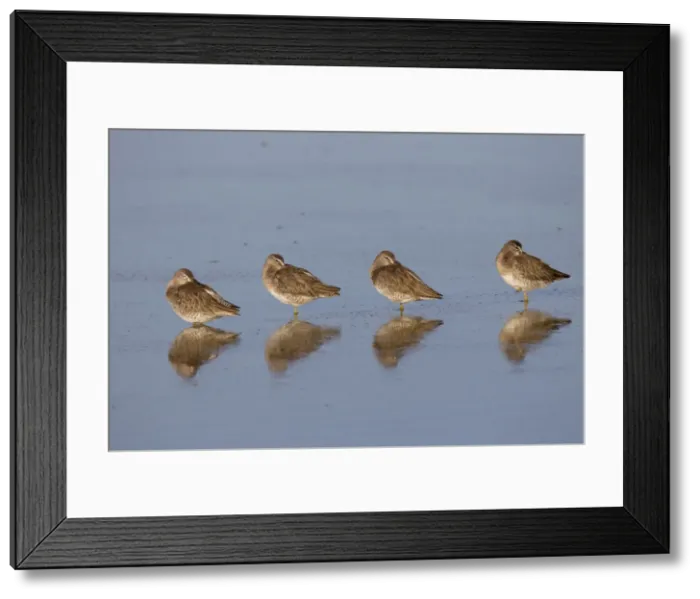 Framed Print : Long-billed Dowitcher - March in Arizona - USA Framed Print : Long-billed Dowitcher - March in Arizona - USA