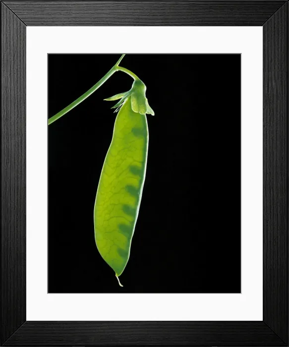 Framed Print : Chinese Snow Pea - Pod with young peas visible JPF12348 Framed Print : Chinese Snow Pea - Pod with young peas visible JPF12348