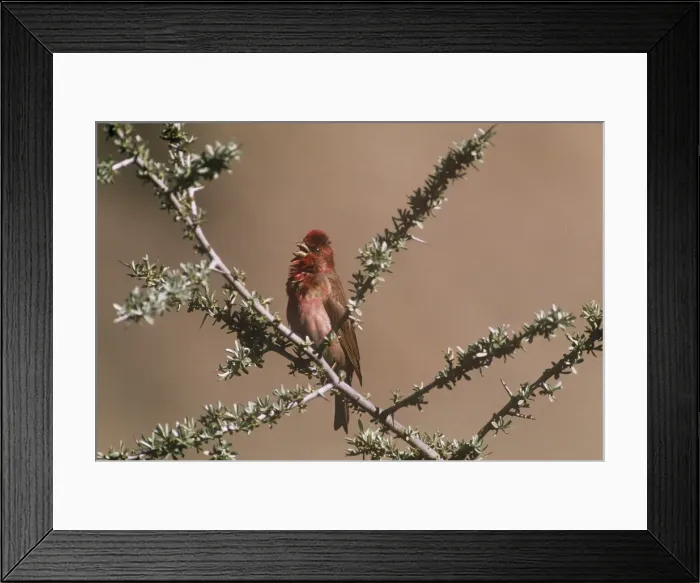Framed Print : Common Rosefinch - on branch - Ladakh - Jummu & Kashmir - India Framed Print : Common Rosefinch - on branch - Ladakh - Jummu & Kashmir - India